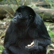Black-Headed Spider Monkey