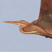 Paul Do Boquilobo Biosphere Reserve, Portugal