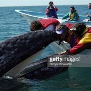 Pet Wild Whales