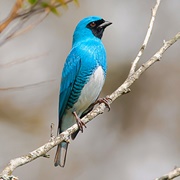 Swallow Tanager (Tersina Viridis)
