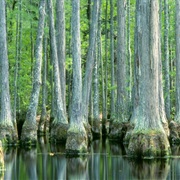 Francis Marion National Forest