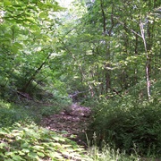Tygarts State Forest, Kentucky