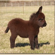 Mini Donkey