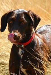 The Mixer (II. He Moves in Society) (P. G. Wodehouse)