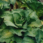 Kerguelen Cabbage (Pringlea Antiscorbutica)
