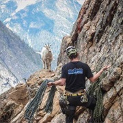 Hung Out With Mountain Goats