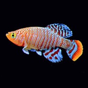 Killifish