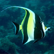 Moorish Idol