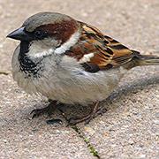House Sparrow