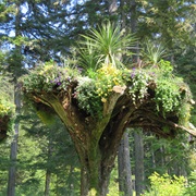 Mildenhall Gardens Juneau Alaska
