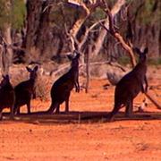 Idalia National Park (QLD)