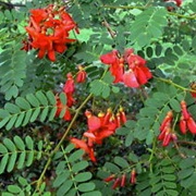 SCARLET WISTERIA BLOSSOM