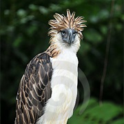 Philippine Eagle (Philippines)
