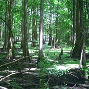 Chicot State Park, Louisiana