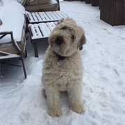Soft-Coated Wheaten Terrier