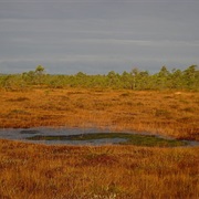 Muraka / Tudusoo /Sirtsi Nature Reserves, Estonia