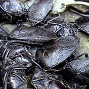 Thangnang (Udonga Montana)