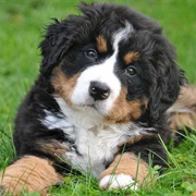 Bernese Mountain Dog