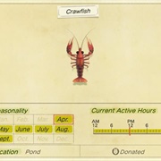 Crawfish