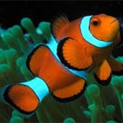 Ocellaris Clownfish
