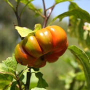 Bitter Tomato (Solanum Aethiopicum)