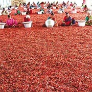 Guntur Chilli