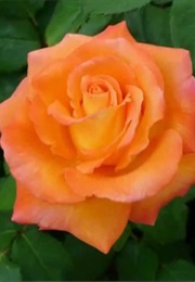 Don E No Michi (2003)