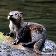 River Otter