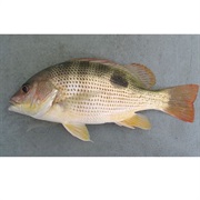 John's Snapper / Golden Snapper