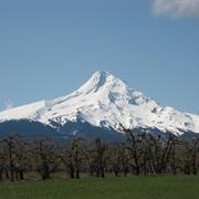 Mount Hood