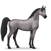 Arabian Horse - Mouse Grey