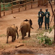 Lilayi Elephant Nursery, Zambia