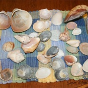 Seashell Collecting