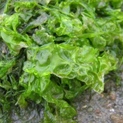 Sea Lettuce (Ulva Lactuca)