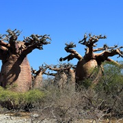 Kirindy Mitea National Park