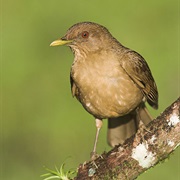 Clay-Colored Robin