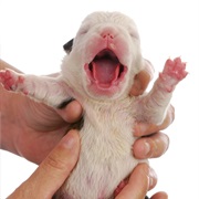 Witness a First Breath