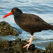 Black Oystercatcher