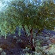 Screwbean Mesquite (Prosopis Pubescens)
