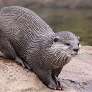 European Otter