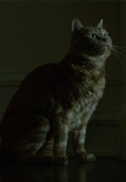Boris and Krinkles as Bleeker A.K.A. "Cheeto" (Gone Girl) (2014)