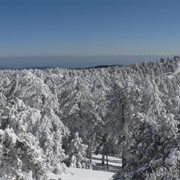 Troodos Mountains