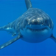 Swimming With Great White Sharks in South Africa