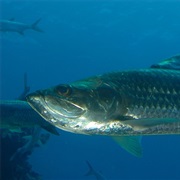 Tarpon