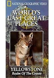 Yellowstone: Realm of the Coyote (1995)