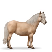 Shetland - Palomino