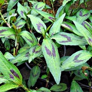 VIETNAMESE CORIANDER