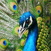 Memory Game - Matching Male and Female Animals