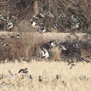 Morgan Brake National Wildlife Refuge