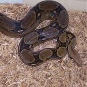 Escape a Boa Constrictor